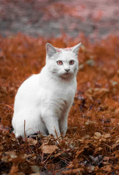 cat sitting in leaves